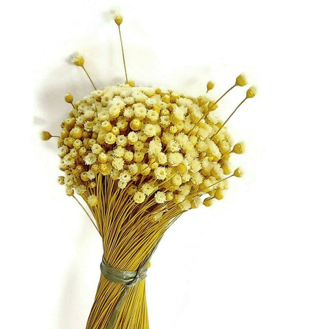 Dried Happy Flowers Straw Flowers Bundle Home Decor Dried Botanicals Bouquets