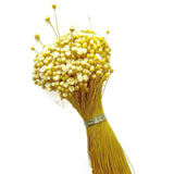 Dried Happy Flowers Straw Flowers Bundle Home Decor Dried Botanicals Bouquets