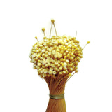 Dried Happy Flowers Straw Flowers Bundle Home Decor Dried Botanicals Bouquets