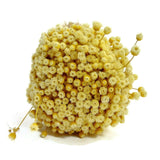 Dried Happy Flowers Straw Flowers Bundle Home Decor Dried Botanicals Bouquets