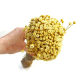 Dried Happy Flowers Straw Flowers Bundle Home Decor Dried Botanicals Bouquets