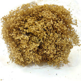 Dried Flowers Natural Broom Blooms Flower Bundle Home Decor Dried Botanicals