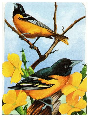Beautiful American Robins Birds On a Yellow Flower Branch Birds Collection Blank