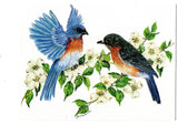Eastern Bluebird Birds Lovers Collection Blank Art illustrated Greeting Card
