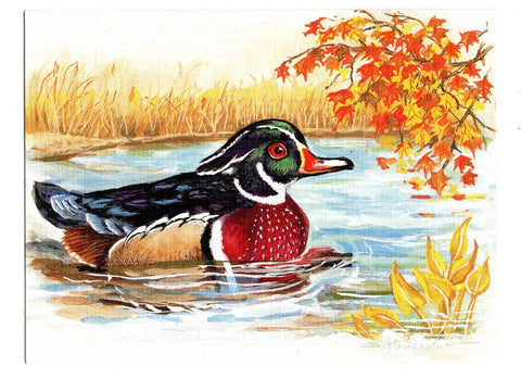 Wood Duck Aquatic Birds Lovers Collection Blank Art illustrated Greeting Card