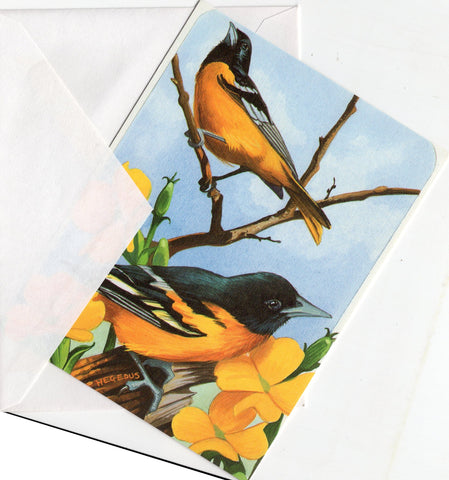 Beautiful American Robins Birds On a Yellow Flower Branch Birds Collection Blank