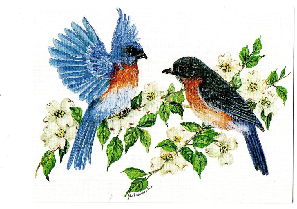 Eastern Bluebird Birds Lovers Collection Blank Art illustrated Greeting Card