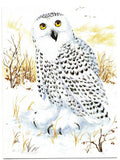 Snowy Owl Bird Birds Lovers Collection Blank Art illustrated Greeting Card